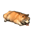 うちのぽっちゃり芝犬 タロウ（個別スタンプ：1）