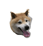 うちのぽっちゃり芝犬 タロウ（個別スタンプ：2）