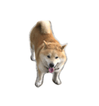 うちのぽっちゃり芝犬 タロウ（個別スタンプ：3）