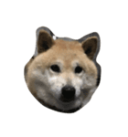 うちのぽっちゃり芝犬 タロウ（個別スタンプ：4）