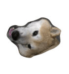 うちのぽっちゃり芝犬 タロウ（個別スタンプ：5）