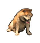 うちのぽっちゃり芝犬 タロウ（個別スタンプ：6）