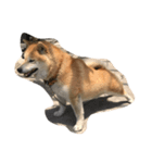 うちのぽっちゃり芝犬 タロウ（個別スタンプ：7）