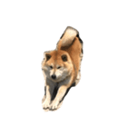 うちのぽっちゃり芝犬 タロウ（個別スタンプ：8）