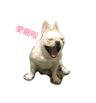 Hi mi shiou（個別スタンプ：1）
