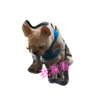 Hi mi shiou（個別スタンプ：2）