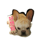 Hi mi shiou（個別スタンプ：5）