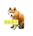 Tetu a everyday happy！（個別スタンプ：1）