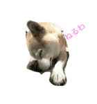 Tetu a everyday happy！（個別スタンプ：6）
