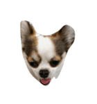My Little Chi（個別スタンプ：1）