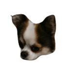 My Little Chi（個別スタンプ：3）