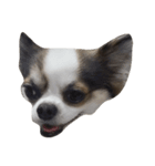 My Little Chi（個別スタンプ：5）