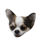 My Little Chi（個別スタンプ：6）