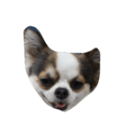 My Little Chi（個別スタンプ：7）