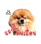 Toy Therapy Dog 1（個別スタンプ：1）