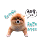 Toy Therapy Dog 1（個別スタンプ：2）