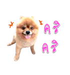 Toy Therapy Dog 1（個別スタンプ：5）