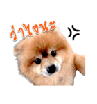 Toy Therapy Dog 1（個別スタンプ：6）