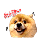 Toy Therapy Dog 1（個別スタンプ：7）