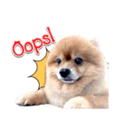 Toy Therapy Dog 1（個別スタンプ：8）