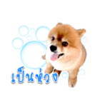 Toy Therapy Dog 1（個別スタンプ：9）