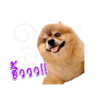 Toy Therapy Dog 1（個別スタンプ：10）