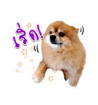 Toy Therapy Dog 1（個別スタンプ：12）