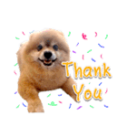 Toy Therapy Dog 1（個別スタンプ：13）
