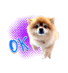 Toy Therapy Dog 1（個別スタンプ：14）