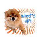Toy Therapy Dog 1（個別スタンプ：15）