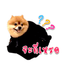 Toy Therapy Dog 1（個別スタンプ：16）