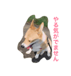 メイちゃんとの日々（個別スタンプ：2）