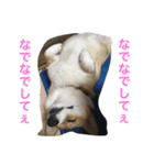 メイちゃんとの日々（個別スタンプ：4）