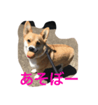 メイちゃんとの日々（個別スタンプ：5）