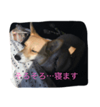 メイちゃんとの日々（個別スタンプ：6）