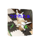 メイちゃんとの日々（個別スタンプ：7）