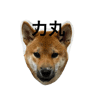 柴犬family（個別スタンプ：1）
