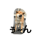 柴犬family（個別スタンプ：2）
