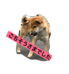 柴犬family（個別スタンプ：3）