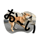柴犬family（個別スタンプ：4）