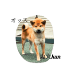 柴犬family（個別スタンプ：5）