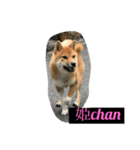 柴犬family（個別スタンプ：6）