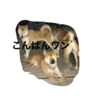 柴犬family（個別スタンプ：7）
