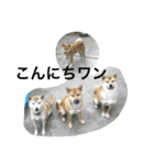 柴犬family（個別スタンプ：8）
