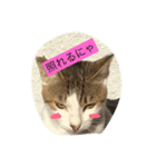 ネコにゃーん（個別スタンプ：1）
