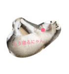 ネコにゃーん（個別スタンプ：3）