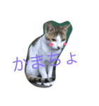 ネコにゃーん（個別スタンプ：4）