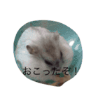 ハムスターのマロンくん（個別スタンプ：14）