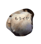 ハムスターのマロンくん（個別スタンプ：22）