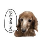 ぐーたらダックスモモ(シニア)（個別スタンプ：1）